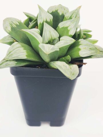 Alternative view of Gorgeous Byakuya Midnight Star Haworthia Plant (aloe-like)