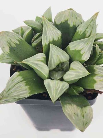 Gorgeous Byakuya Midnight Star Haworthia Plant (aloe-like)