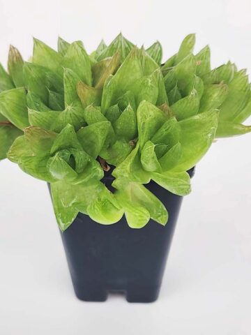 Alternative view of Unusual Cymbiformis Jade Transparent Haworthia Plant (aloe-like)