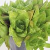 Unusual Cymbiformis Jade Transparent Haworthia Plant (aloe-like)