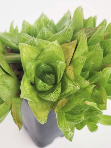 Unusual Cymbiformis Jade Transparent Haworthia Plant (aloe-like)