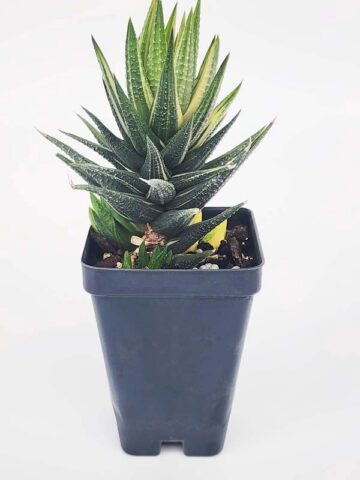 Must Have Fasciata Variegated Haworthia Plant (aloe-like) - Image 4