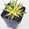 Must Have Fasciata Variegated Haworthia Plant (aloe-like)