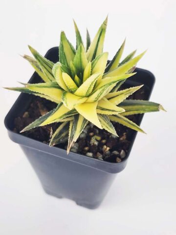 Must Have Fasciata Variegated Haworthia Plant (aloe-like)