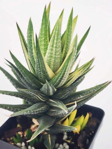Alternative view of Must Have Fasciata Variegated Haworthia Plant (aloe-like)