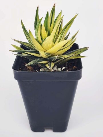 Must Have Fasciata Variegated Haworthia Plant (aloe-like) - Image 3