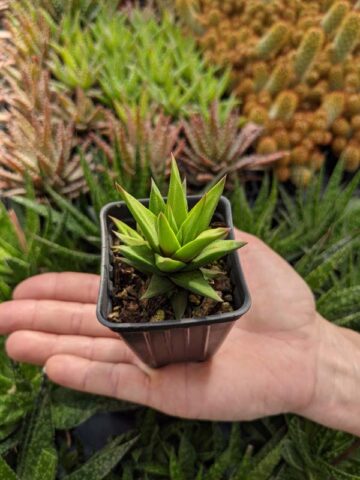 Limited Glabrata Haworthia Plant (aloe-like) - Image 2