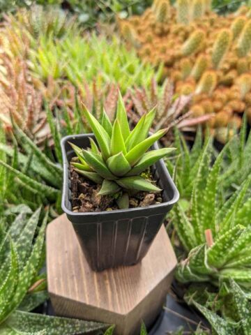 Limited Glabrata Haworthia Plant (aloe-like) - Image 3
