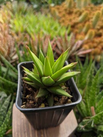 Limited Glabrata Haworthia Plant (aloe-like)
