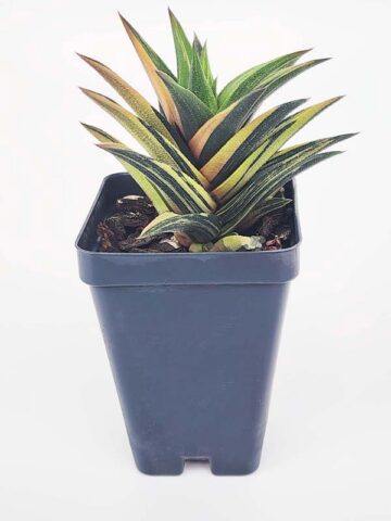 Elegant Glabrata Variegated Haworthia Plant (aloe-like) - Image 3