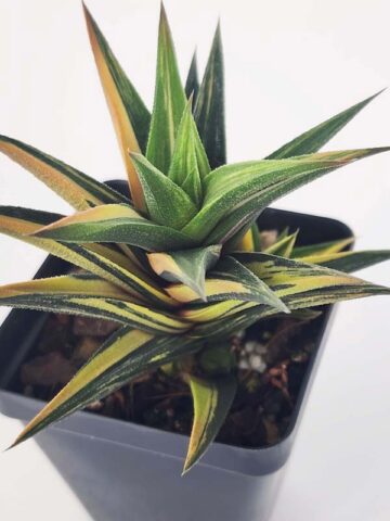Elegant Glabrata Variegated Haworthia Plant (aloe-like)