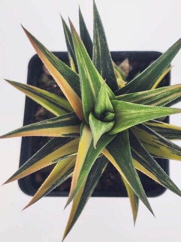 Elegant Glabrata Variegated Haworthia Plant (aloe-like) - Image 2
