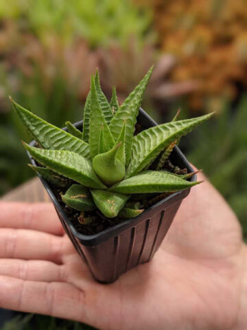 Petite Limifolia Haworthia Plant (aloe-like) - Image 4
