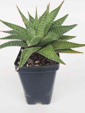 Petite Limifolia Haworthia Plant (aloe-like)