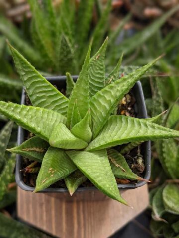 Petite Limifolia Haworthia Plant (aloe-like) - Image 3