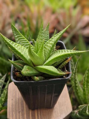 Alternative view of Petite Limifolia Haworthia Plant (aloe-like)