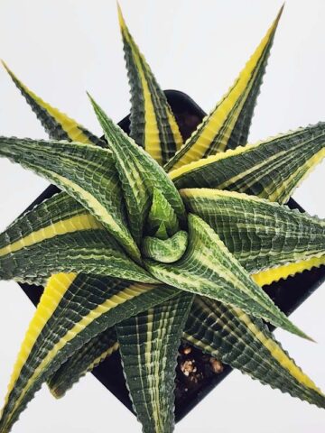 Unusual Limifolia Neo-Variegata Haworthia Plant (aloe-like) - Image 3