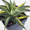 Unusual Limifolia Neo-Variegata Haworthia Plant (aloe-like)