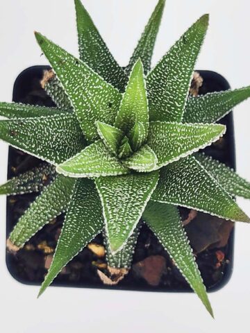 Alternative view of Gorgeous Limifolia Snowcap Haworthia Plant (aloe-like)