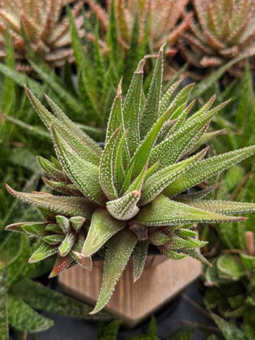 Alternative view of Gorgeous Limifolia Snowcap Haworthia Plant (aloe-like)