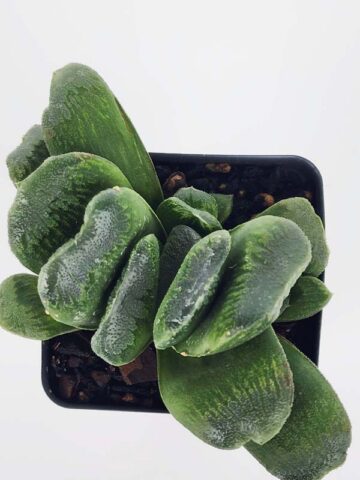 Must Have Maughanii Haworthia Plant (aloe-like) - Image 3
