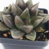 Showy Obtusa Hybrid A Dark Knight Haworthia Plant (aloe-like)