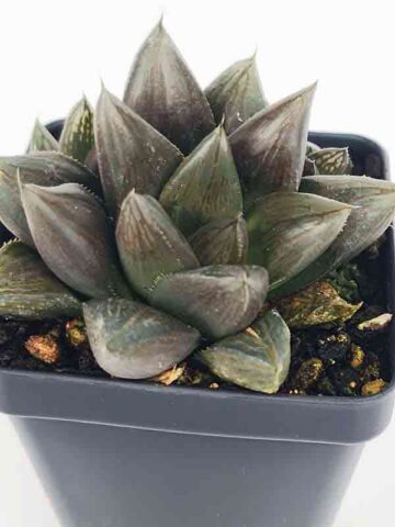 Showy Obtusa Hybrid A Dark Knight Haworthia Plant (aloe-like)