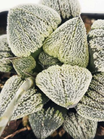 Ornamental Pygmaea Haworthia Plant (aloe-like) - Image 3