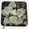 Ornamental Pygmaea Haworthia Plant (aloe-like)
