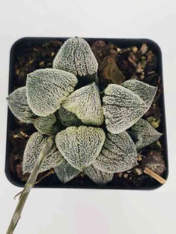 Ornamental Pygmaea Haworthia Plant (aloe-like)