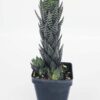 Delicate Regnadrii Conispuata Haworthia Plant (aloe-like)
