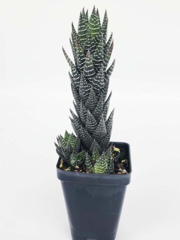 Delicate Regnadrii Conispuata Haworthia Plant (aloe-like)