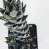 Delicate Regnadrii Conispuata Haworthia Plant (aloe-like)