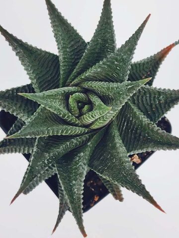 Alternative view of Medium Sized Resendeana Haworthia Plant (aloe-like)