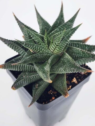 Medium Sized Resendeana Haworthia Plant (aloe-like) - Image 3
