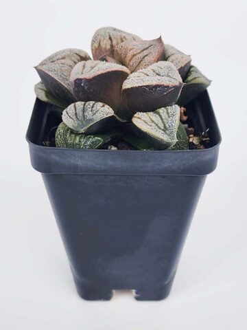 Alternative view of Ornamental Aries Haworthia Plant (aloe-like)