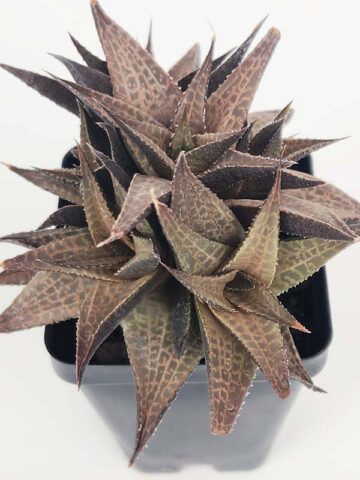 Alternative view of Popular Tessellata Red Giant Haworthia Plant (aloe-like)