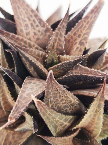 Popular Tessellata Red Giant Haworthia Plant (aloe-like)