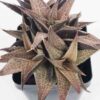 Popular Tessellata Red Giant Haworthia Plant (aloe-like)