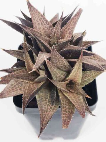 Popular Tessellata Red Giant Haworthia Plant (aloe-like)