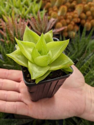 Delicate Turgida Haworthia Plant (aloe-like) - Image 5