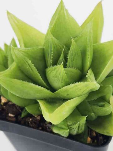 Delicate Turgida Haworthia Plant (aloe-like)