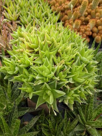 Delicate Turgida Haworthia Plant (aloe-like)