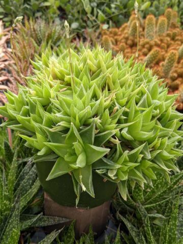 Delicate Turgida Haworthia Plant (aloe-like) - Image 3