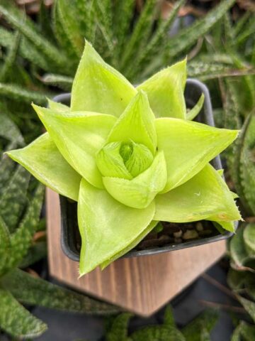 Alternative view of Delicate Turgida Haworthia Plant (aloe-like)