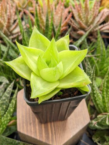 Delicate Turgida Haworthia Plant (aloe-like) - Image 4