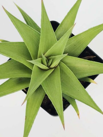 Petite Umbobmensis Mini Haworthia Plant (aloe-like) - Image 4