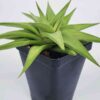 Petite Umbobmensis Mini Haworthia Plant (aloe-like)