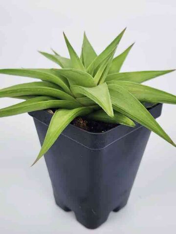 Petite Umbobmensis Mini Haworthia Plant (aloe-like)
