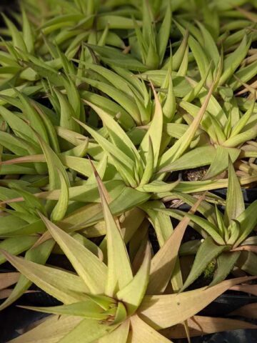 Petite Umbobmensis Mini Haworthia Plant (aloe-like) - Image 3